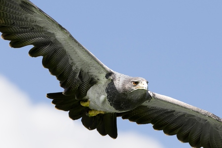 York Bird of Prey Centre Half-Price Family Ticket